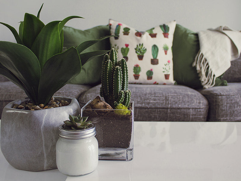¿Quieres llevarte el Natural Intense a tu casa?
